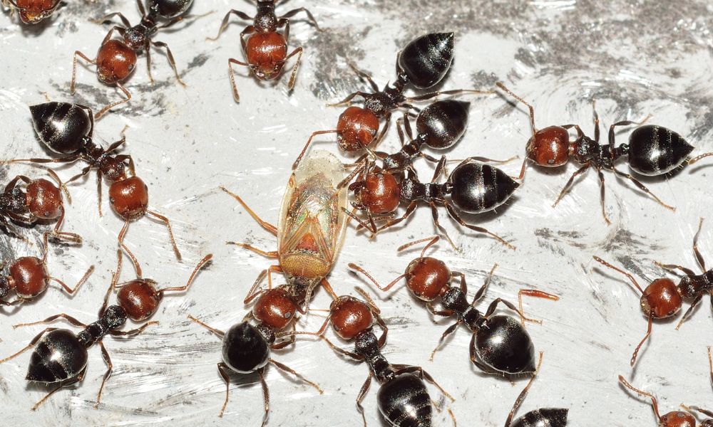 Hormigas insectos